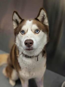 Rescue Husky Dogs for Adoption in Dallas, Texas - MERLIN | PetCurious