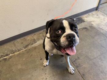 DAMIAN -  Boxer Dog for Adoption in Ontario, California - DAMIAN | PetCurious