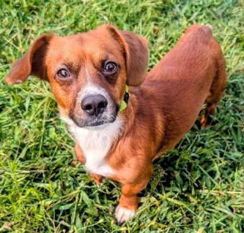 WHISKEY -  Dachshund and Chihuahua Dog for Adoption in Akron, Ohio - WHISKEY | PetCurious