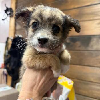 Meatball -  Shepherd and Collie Dog for Adoption in Evensville, Tennessee - Meatball | PetCurious