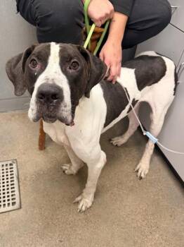Norman -  Great Dane and German Shorthaired Pointer Dog for Adoption in Cleveland, Ohio - Norman | PetCurious