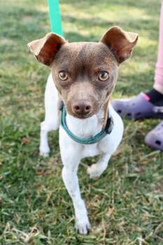 Chihuahua Dogs Available for Adoption - Rocco | PetCurious
