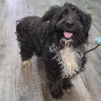 Cali -  Poodle and Mixed Breed Dog for Adoption in Jefferson City, Tennessee - Cali | PetCurious