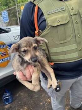 Mixed Breed Dogs Available for Adoption in Honolulu, Hawaii - Wolf | PetCurious