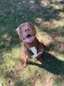Rescue Pit Bull Terrier Dogs for Adoption in Myerstown, Pennsylvania - Warren | PetCurious