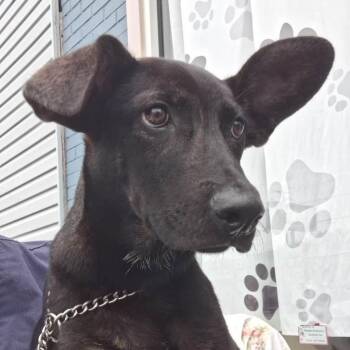 Bert -  Hound Dog for Adoption in Parma, Ohio - Bert | PetCurious