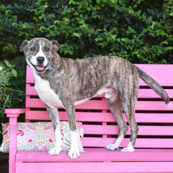 Jimmy -  Labrador Retriever Dog for Adoption in Wake Forest, North Carolina - Jimmy | PetCurious