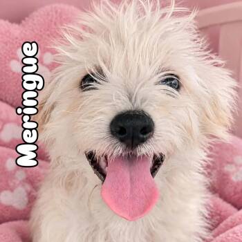 Meringue -  Poodle and Chihuahua Dog for Adoption in Kingsburg, California - Meringue | PetCurious