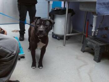 Pit Bull Terrier Dogs Available for Adoption in Albuquerque, New Mexico - BENCH | PetCurious