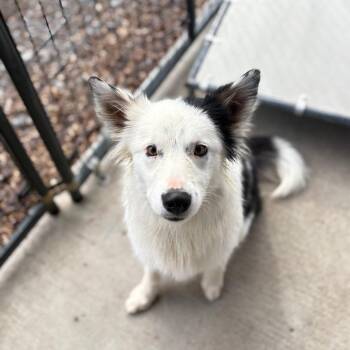 Border Collie Dogs Available for Adoption - Saylor | PetCurious