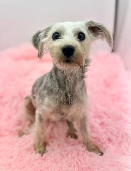 Emmy -  Schnoodle Dog for Adoption in Covington, Louisiana - Emmy | PetCurious