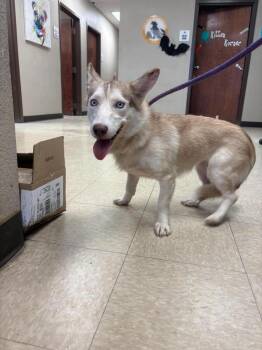 Shirley -  Corgi and Husky Dog for Adoption in Auburn, Indiana - Shirley | PetCurious