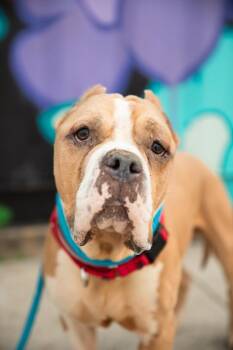 Chase -  Mixed Breed Dog for Adoption - Chase | PetCurious