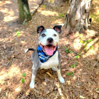 Rescue Mixed Breed Dogs for Adoption in Port Charlotte, Florida - Diego | PetCurious