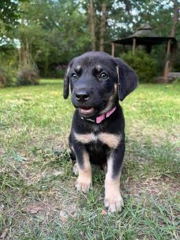 Brie -  German Shepherd Dog Dog for Adoption in Shawnee, Oklahoma - Brie | PetCurious