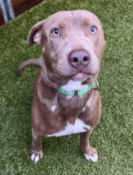 Scooby -  Pit Bull Terrier and Mixed Breed Dog for Adoption in Eugene, Oregon - Scooby | PetCurious
