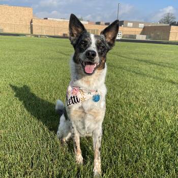 Rescue Australian Shepherd Dogs for Adoption in New Washoe City, Nevada - Letti | PetCurious