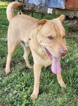 Bugsy -  Shar Pei and Mixed Breed Dog for Adoption in New Albany, Indiana - Bugsy | PetCurious