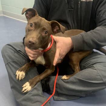 Pit Bull Terrier Dogs Available for Adoption - SKY | PetCurious