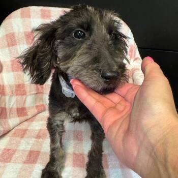 Ash -  Mixed Breed Dog for Adoption in Kittanning, Pennsylvania - Ash | PetCurious