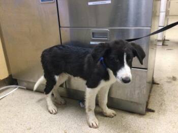 Border Collie and Mixed Breed Dogs Available for Adoption in Riverside, California - CREAM | PetCurious