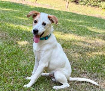 Petey -  Mixed Breed Dog for Adoption in Eutawville, South Carolina - Petey | PetCurious