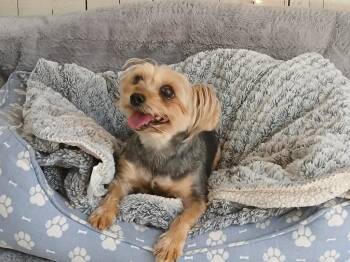 Yorkshire Terrier Dogs Available for Adoption - Missy | PetCurious