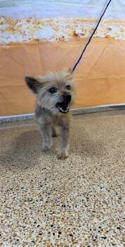 NATURE -  Yorkshire Terrier Dog for Adoption in Doral, Florida - NATURE | PetCurious