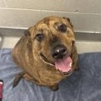 Daisy Mae -  Hound Dog for Adoption in Hilliard, Ohio - Daisy Mae | PetCurious