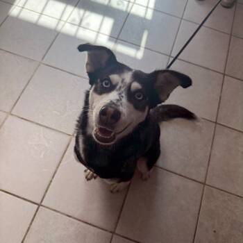 Rescue Husky Dogs for Adoption in Savannah, Georgia - Ally Gator | PetCurious