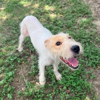 CT Highlights -  Wirehaired Terrier and Mixed Breed Dog for Adoption in Eastford, Connecticut - CT Highlights | PetCurious