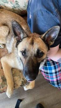Ariel - Located in TX -  Belgian Shepherd Malinois and German Shepherd Dog Dog for Adoption in Imlay City, Michigan - Ariel - Located In TX | PetCurious