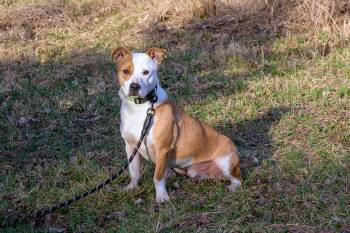 Mixed Breed Dogs Available for Adoption - Burger  | PetCurious
