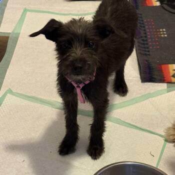 Pearl -  Terrier Dog for Adoption in Pagosa Springs, Colorado - Pearl | PetCurious