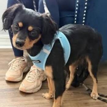 Levi -  Cavalier King Charles Spaniel and Dachshund Dog for Adoption in Palm Harbor, Florida - Levi | PetCurious