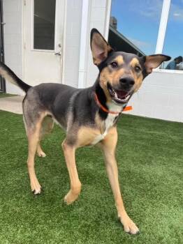 Rescue Shepherd Dogs for Adoption in Spring, Texas - Buzz | PetCurious