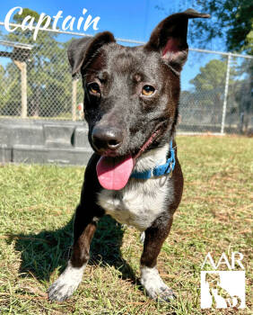 Rescue Corgi and Lancashire Heeler Dogs for Adoption in Magnolia, Texas - Captain | PetCurious
