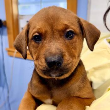 Puppy 7 -  Mixed Breed Dog for Adoption in Redwood Valley, California - Puppy 7 | PetCurious