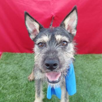 Rescue Terrier and Schnauzer Dogs for Adoption in Rowland Heights, California - FINN | PetCurious