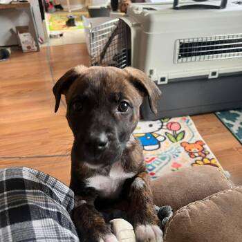 Mastiff Dogs Available for Adoption in Edmonton, Alberta - Feyre | PetCurious