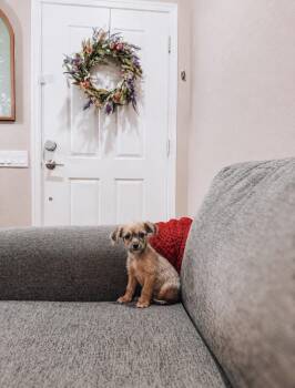 Gretchen -  Yorkshire Terrier Dog for Adoption in Goodyear, Arizona - Gretchen | PetCurious
