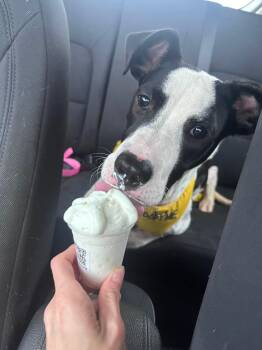 Great Dane Dogs Available for Adoption in Crystal Lake, Illinois - Homer | PetCurious