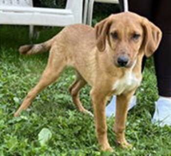 Rescue Labrador Retriever and Hound Dogs for Adoption in Morristown, New Jersey - Chocolate | PetCurious