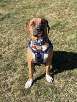 Rescue Mastiff Dogs for Adoption in Colorado Springs, Colorado - BG | PetCurious