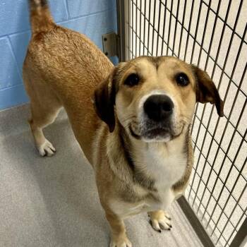 Cammi -  Hound and Pit Bull Terrier Dog for Adoption in Chattanooga, Tennessee - Cammi | PetCurious