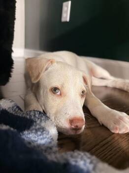 Janet -  Labrador Retriever and Australian Cattle Dog Blue Heeler Dog for Adoption in Indian Springs Village, Alabama - Janet | PetCurious