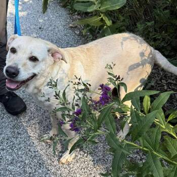 Karman -  Mixed Breed Dog for Adoption in Edwardsville, Illinois - Karman | PetCurious