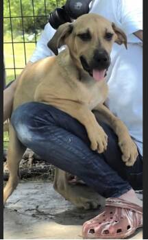 Dutton -  Labrador Retriever and Great Dane Dog for Adoption in Watertown, Connecticut - Dutton | PetCurious