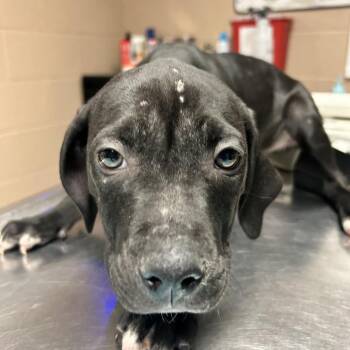 Una Chin-Riley -  Pit Bull Terrier Dog for Adoption in Newport, North Carolina - Una Chin-Riley | PetCurious