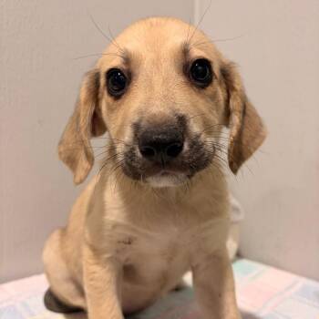 Tina -  Labrador Retriever and Australian Cattle Dog Blue Heeler Dog for Adoption in Tampa, Florida - Tina | PetCurious